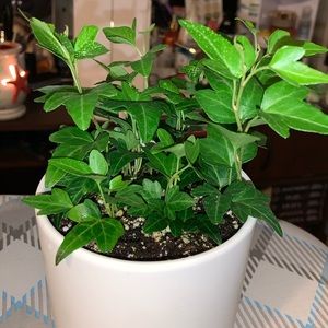 Meet your Posher, Reyna